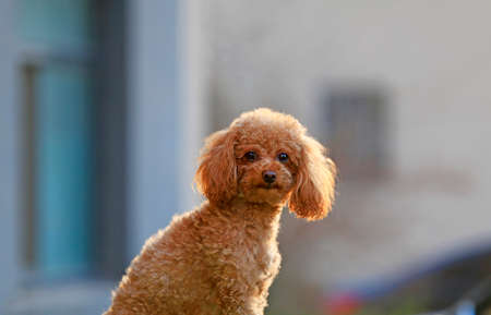 Toy Poodle, closeup