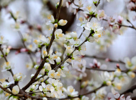 Peach blossom in the garden