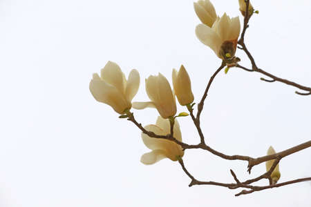 White magnolia, in the parkの写真素材