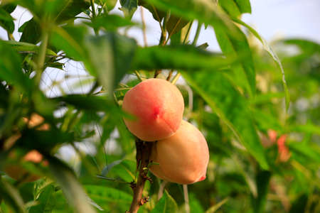 Ripe peaches, on the fruit trees