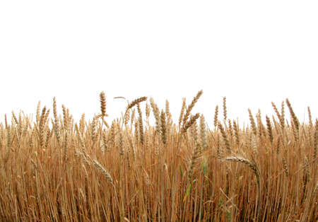 Wheat fieldの写真素材