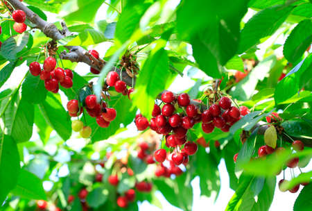 ripe cherries  on the tree