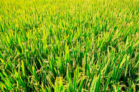 Ripe rice, in the paddy fieldsの写真素材