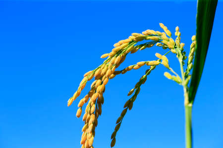 Ripe rice, in the paddy fields