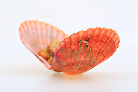 Scallops isolated on a white backgroundの写真素材