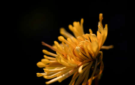 Yellow chrysanthemums in full bloom, in the park