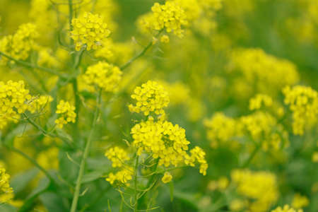 Blossom rape flowers, in the field