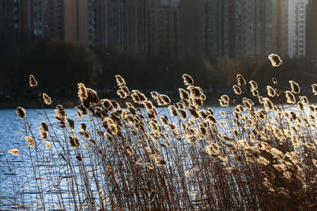 Beautiful reeds, in the parkの写真素材