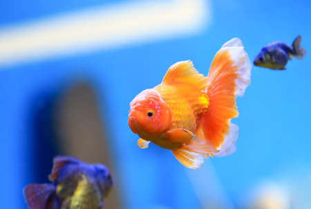 Goldfish are swimming in the aquariumの写真素材