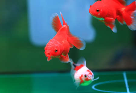 Goldfish are swimming in the aquariumの写真素材