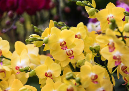 Butterfly Orchids in full bloom, in the greenhouseの写真素材