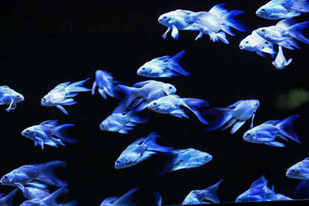 Goldfish are swimming in the aquariumの写真素材