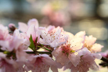 Peach blossoms in full bloom in the orchardの写真素材
