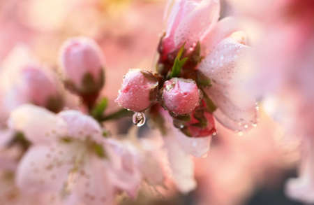 Peach blossoms in full bloom in the orchardの写真素材