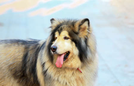 A big dog is outdoors, Close up photos