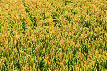 The growing rice is in the farmlandの写真素材