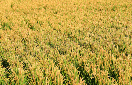 The growing rice is in the farmlandの写真素材