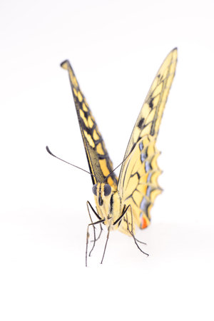 Butterfly, animals, insects, worms, arthropods, beast, appearance, wings, open, feather, flight, nature, quiet, isolation, environment, ecology, ornamental, beautiful, pretty, color, stripe, closeup, macro, claws, antennae, eyes, isolation, white background,の写真素材