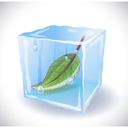 Ice cube with leafのイラスト素材