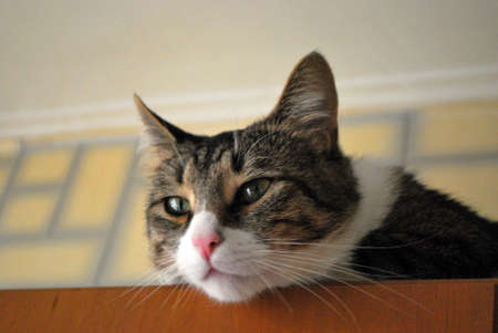 cat face, cat sad, cat's eye