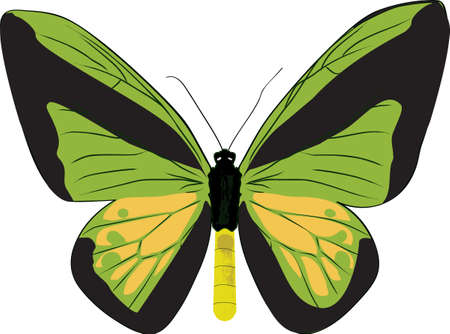 The drawn butterfly - ornithoptera goliathのイラスト素材