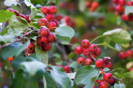 Red dwarf apples on apple tree branchの写真素材