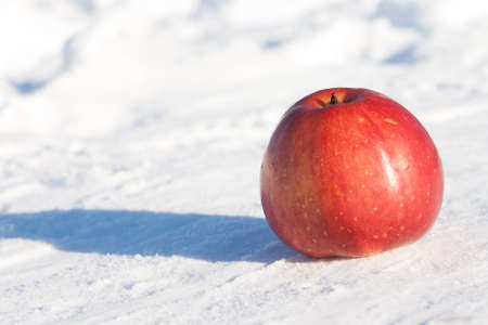 Red apple in the snow in winterの写真素材