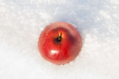 Red apple in the snow on topの写真素材