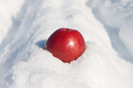 Red apple on a snowy trackの写真素材