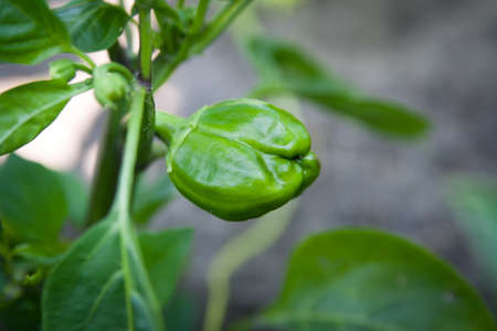 Green peppers on a bed