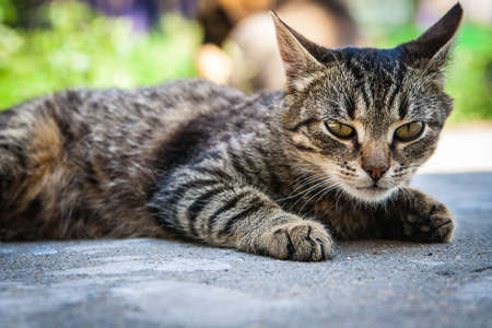 Aggressively tuned cat lies and looks forward