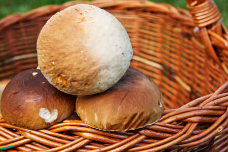 Mushrooms in a basket on the green grassの写真素材