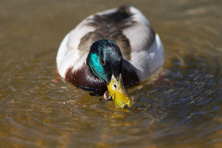 Mallard duck on the waterの写真素材