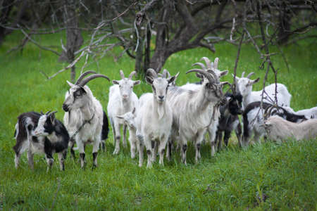 Image of domestic goat close up on a background of grass and treesの写真素材