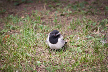 Nestling magpie in grass. Pica picaの写真素材