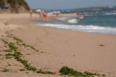 Sea beach with algae in the foreground.の写真素材