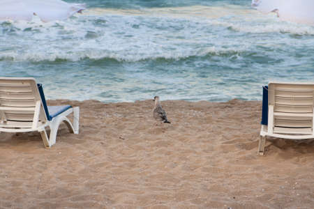 Seagull on the beach between two loungesの写真素材