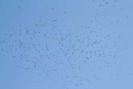 Flying black-headed seagulls against the skyの写真素材