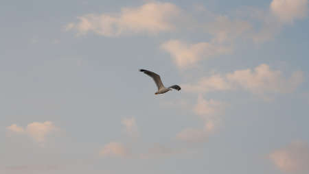 Seagull flying against blue sky.の写真素材