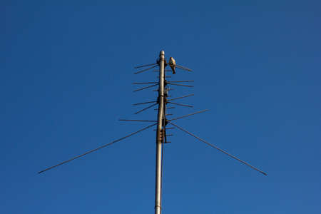 Sparrow sits on the antenna against of a skyの写真素材
