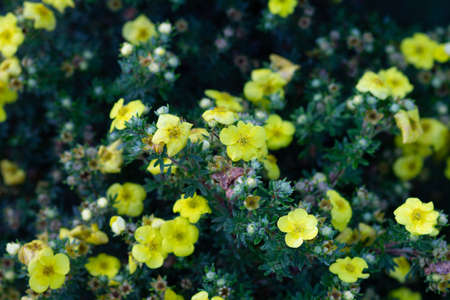 Bright yellow flowers in the garden nearの写真素材