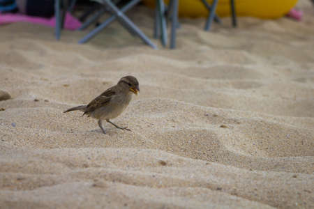 Single sparrow, searching for food on the beach