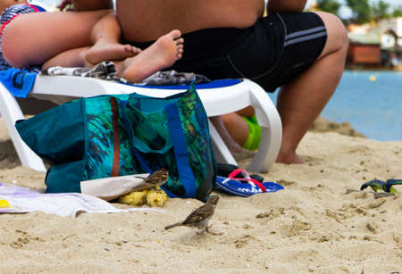 Sparrows on the beach among tourists. Black sea coast.の写真素材