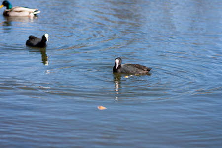 Close up of a coot swimming in the waterの写真素材