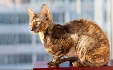 Cornish Rex cat closeup photoの写真素材