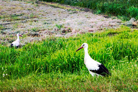 Beautiful white storks on grass