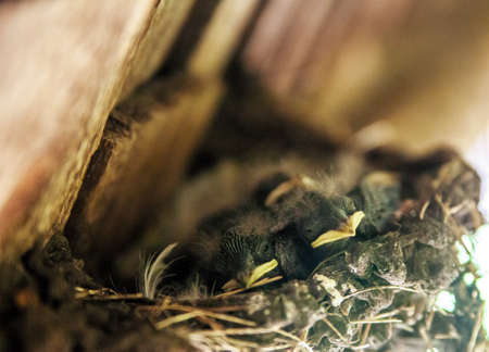 Swallow chicks in a nest under the roof of an old wooden house.の写真素材