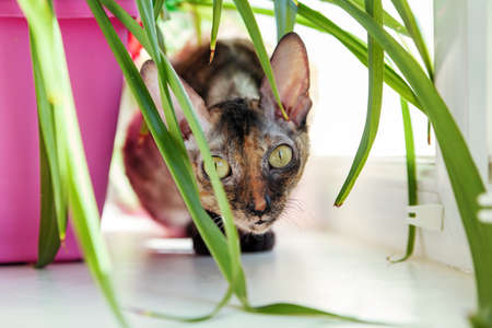 Beautiful cat cornish rex sits on the windowsill in the grass of a houseplant