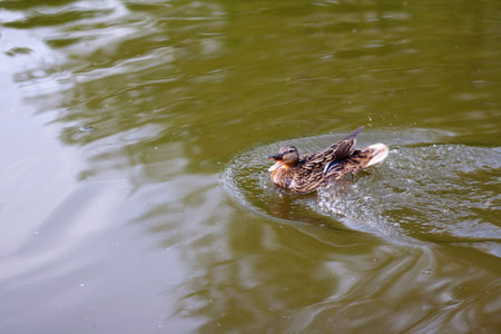Anas platyrhynchos. Duck bird on the pond in summer. reflection in water. Summer pond, nature in the evening. circles on the waterの写真素材