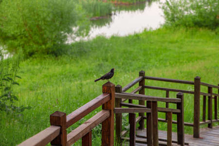 A bird in the park on the railing of a wooden staircase against a background of green grass and a riverの写真素材